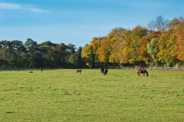 Photo 3 — Bottisham Heath Stud, Six Mile Bottom, Newmarket, Cambridgeshire, CB8 0TT
