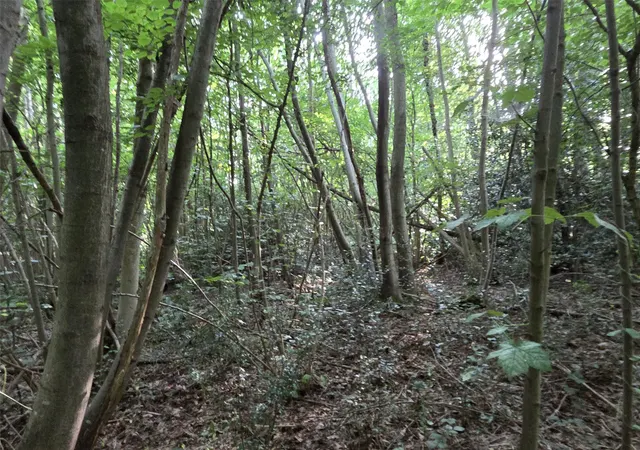 Whitepost Lane, Meopham, DA13, photo 3