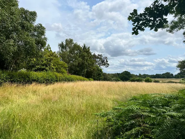 Landford Wood, Salisbury, Wiltshire, SP5 2ES, photo 1
