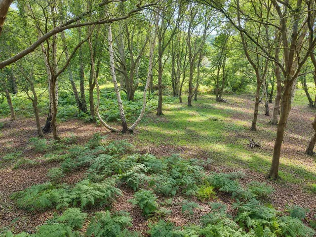 Dock Farm Road, Blaxhall, IP12, photo 3
