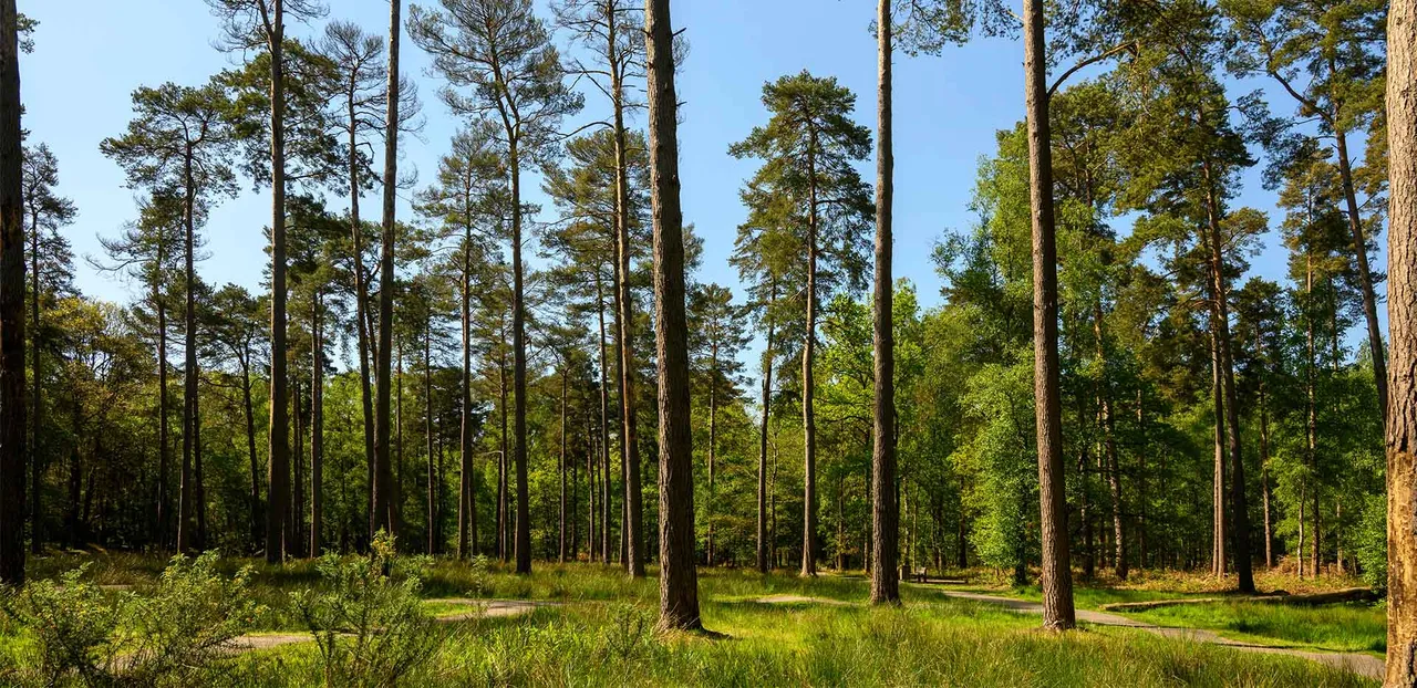 Pinewood Green, photo 13