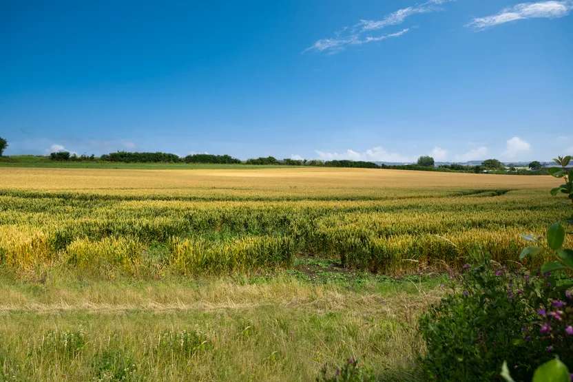 The Skylarks, photo 9