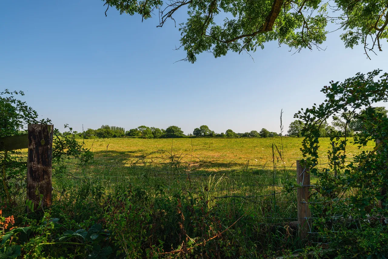 Olive Park, photo 7