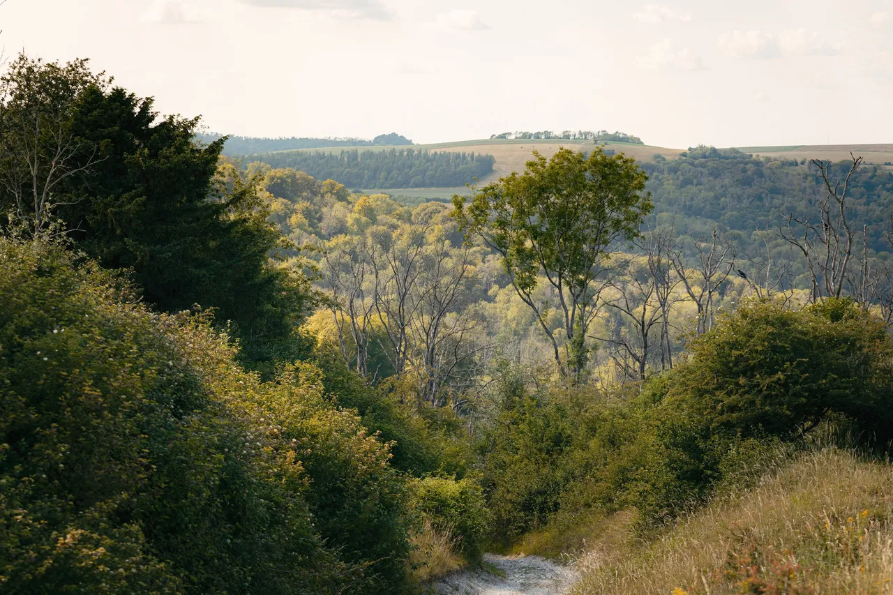 Sylvan Meadows, photo 9