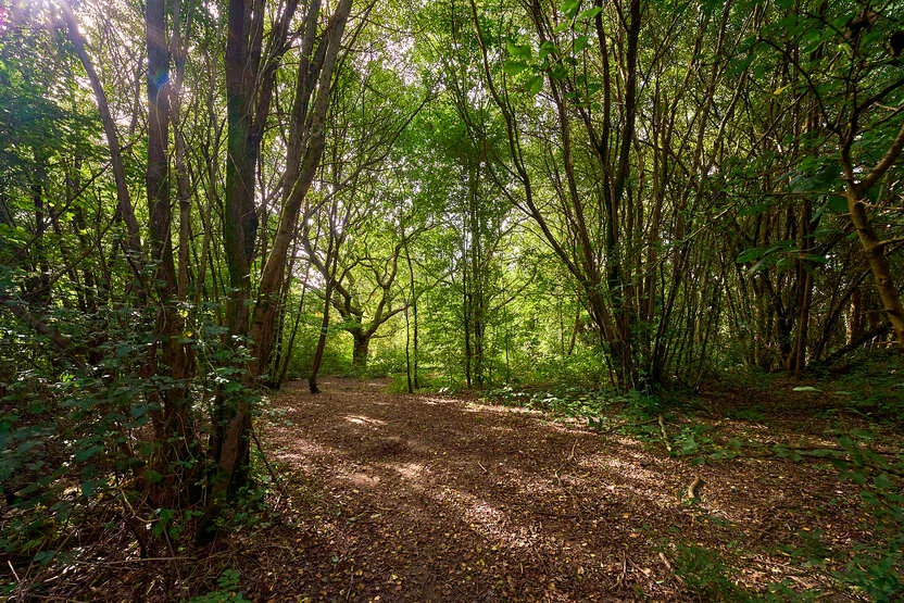 Boorley Park, Boorley Green, photo 12