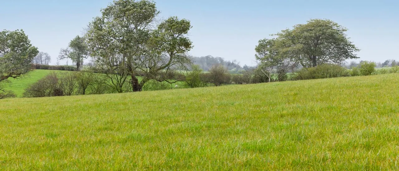 Silverbrook Meadow, Webheath, photo 2