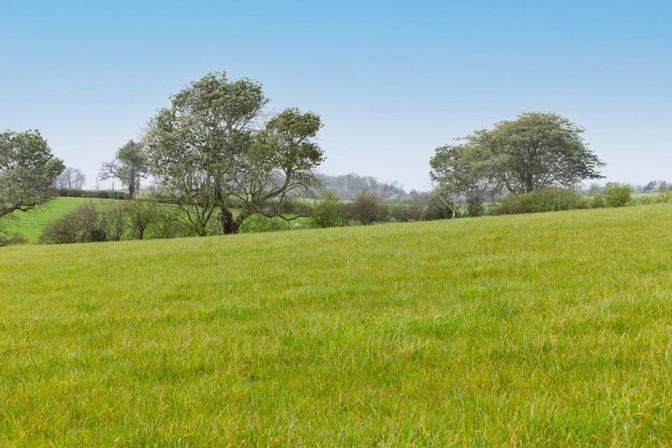 Silverbrook Meadow, Webheath, photo 14