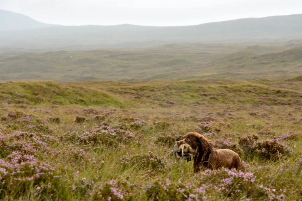 Isle of Lewis, HS2, photo 15