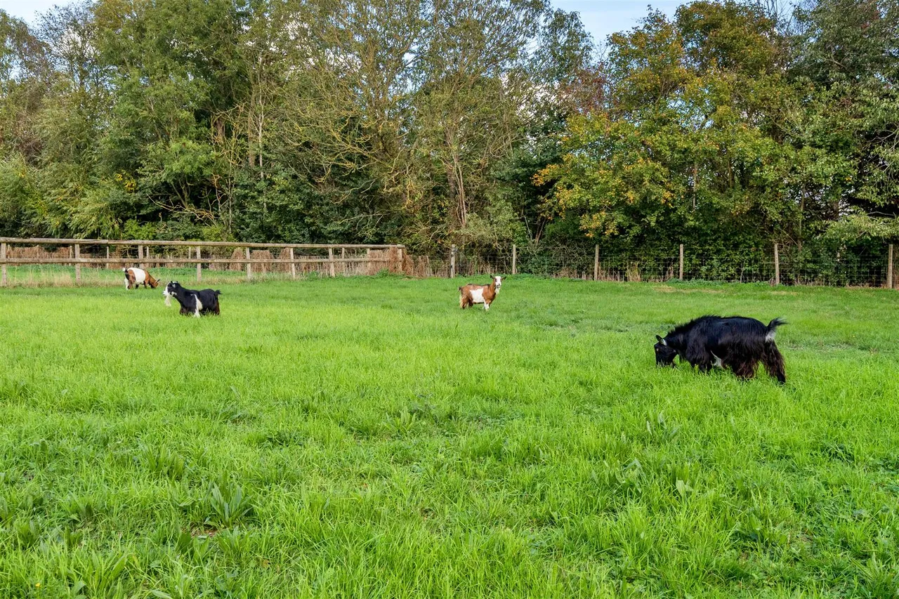 The Green, Poulshot, SN10, photo 9