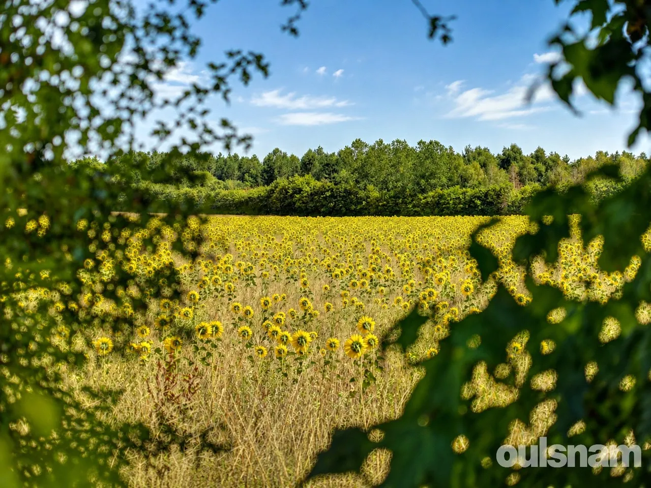 Holt Heath, Worcester, Worcestershire, WR6 6NA, photo 16