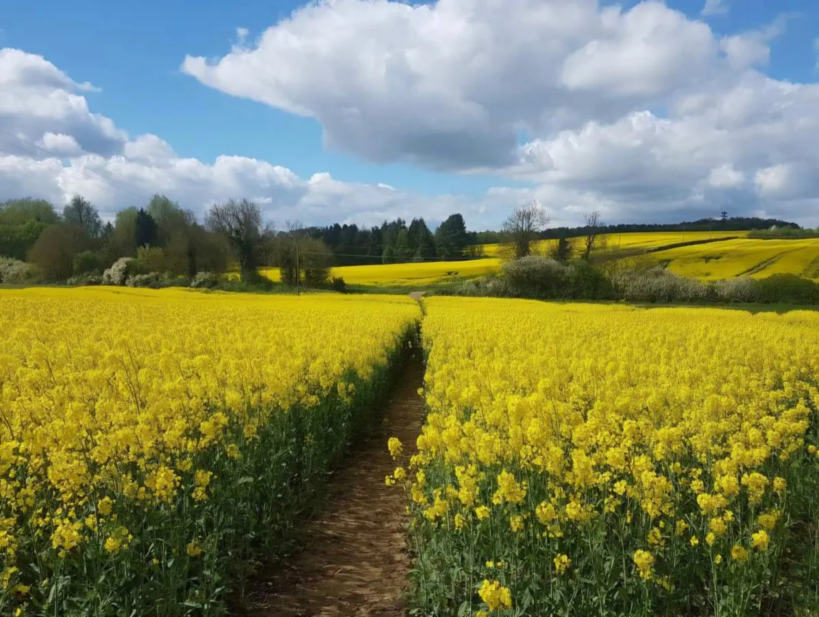Watling Lane, Thaxted, CM6, photo 32