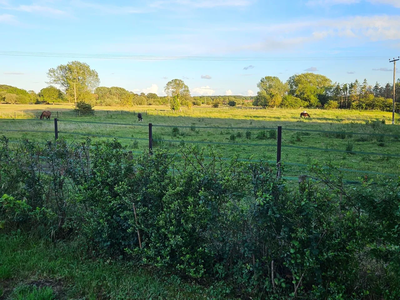 Rectory Lane, Brandon, IP27, photo 48