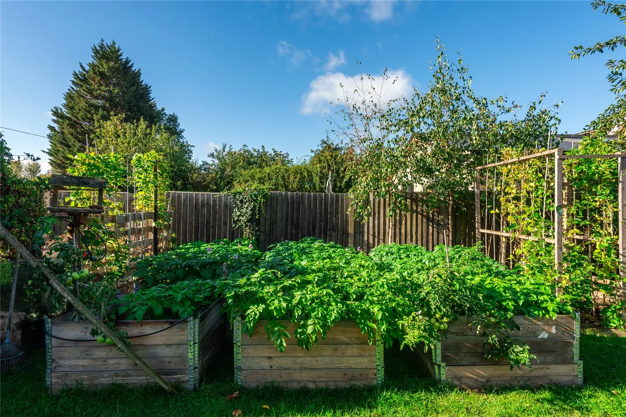 Avenue Road, Rushden, NN10, photo 11