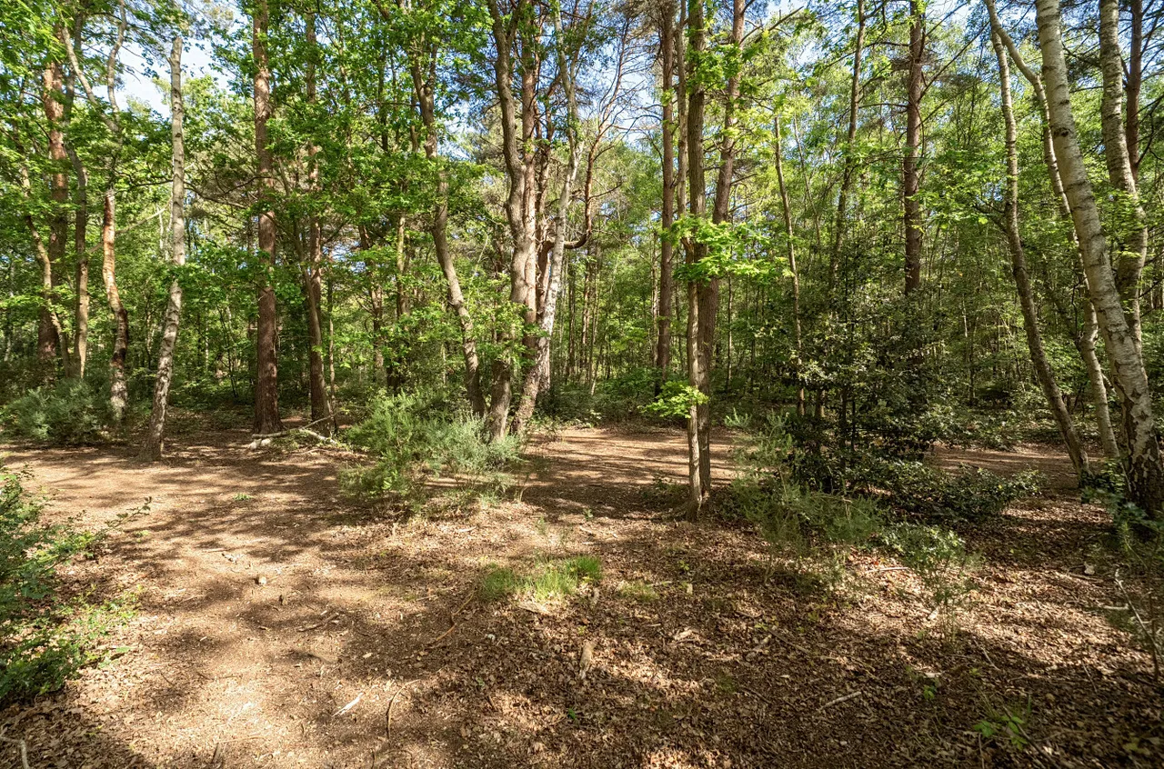 New England Hill, West End, Woking, Surrey, GU24 9PY, photo 14