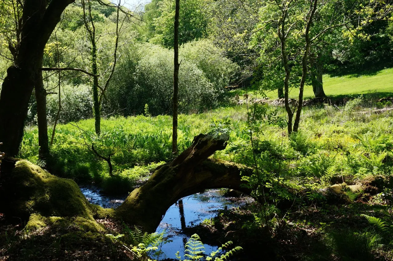 Tyn y Coed Farm, Barmouth, LL42, photo 59