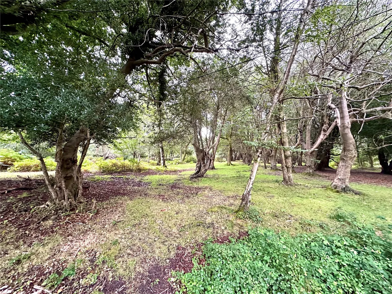 Bisterne Close, Burley, BH24, photo 25