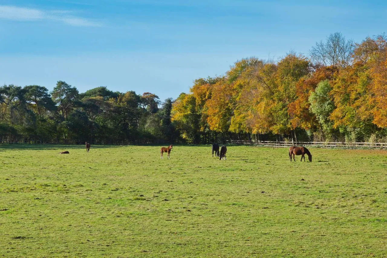 Bottisham Heath Stud, Six Mile Bottom, Newmarket, Cambridgeshire, CB8 0TT, photo 3