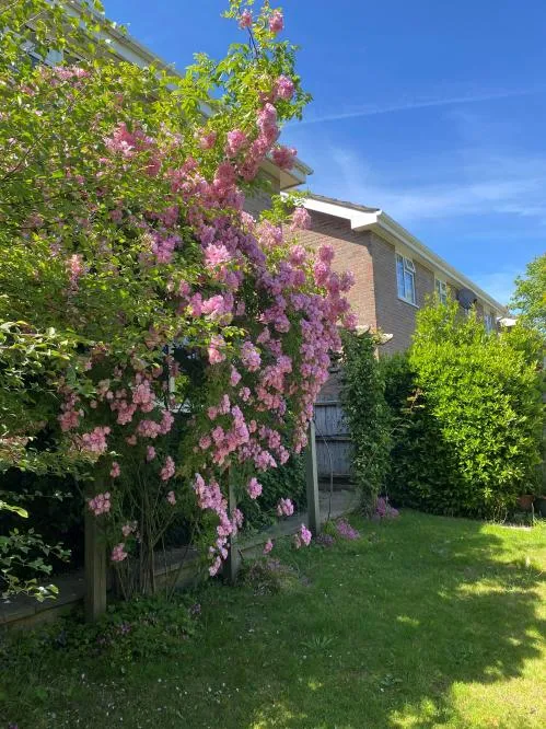 Pine Tree Close, Wimborne, BH21, photo 21