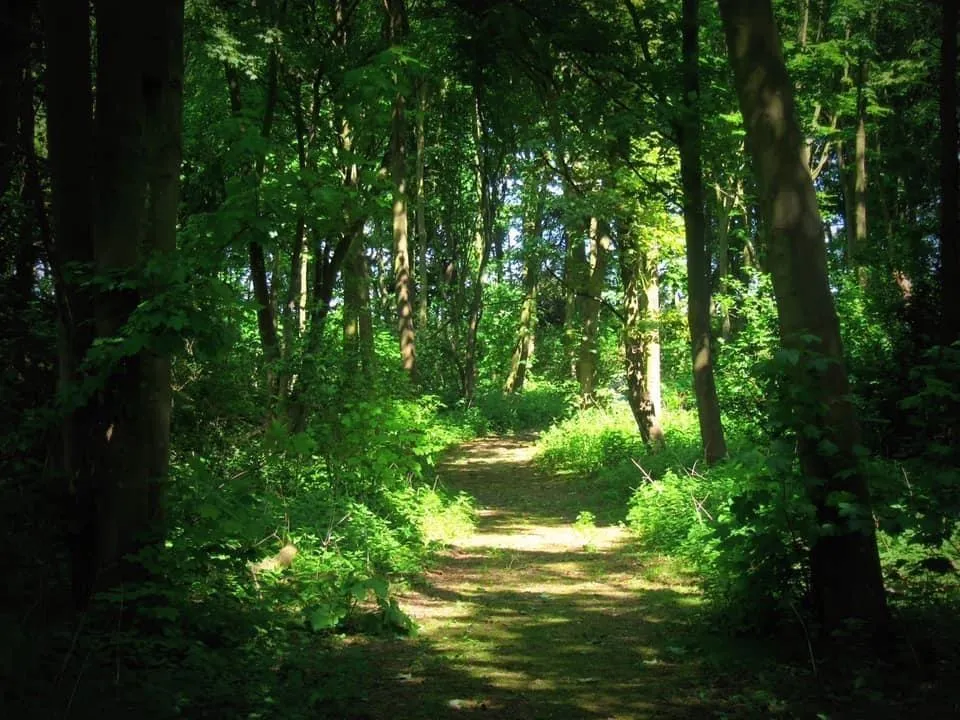 Kelsey Woods Country Park, Monksthorpe, PE23, photo 13