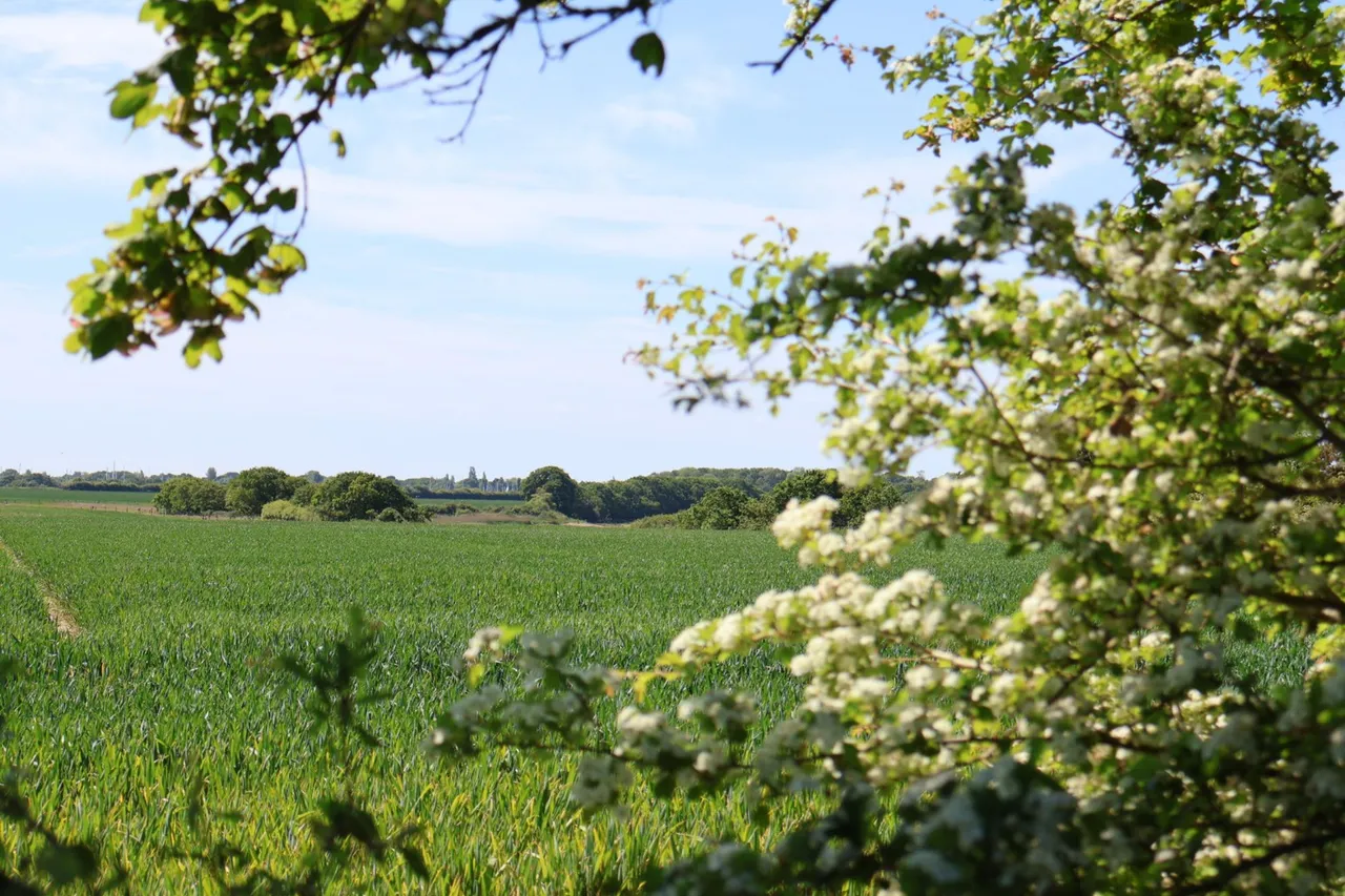 Wandley's Lane, Chichester, PO20, photo 9