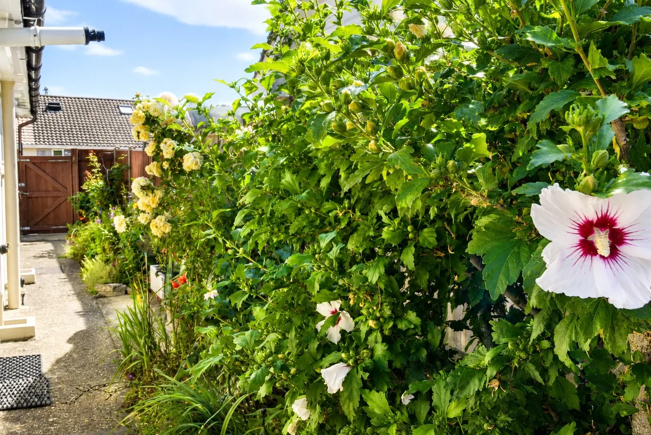 Catherine Crescent, Downton, Salisbury, Wiltshire, SP5 3NR, photo 15