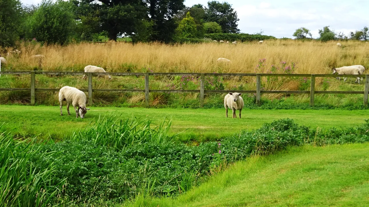 Pinfold Lane, Aldridge, Walsall, photo 8