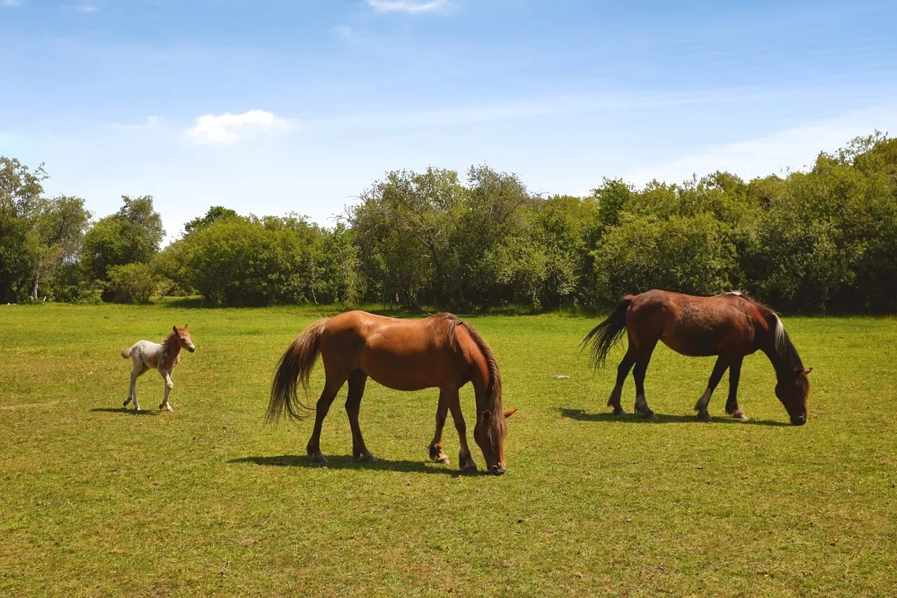 New Road, Landford, SP5, photo 3