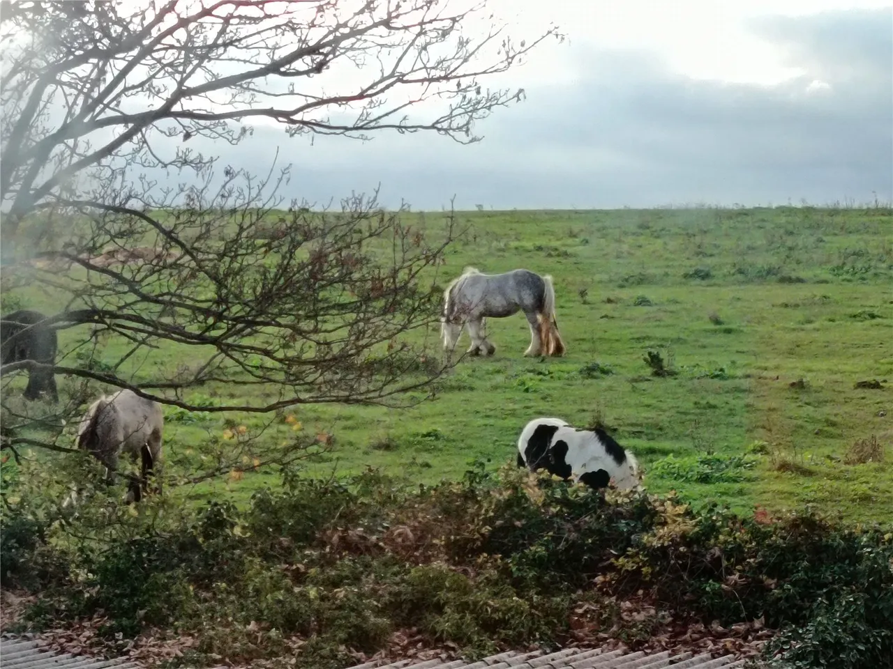 Knockhall Chase, Greenhithe, DA9, photo 13