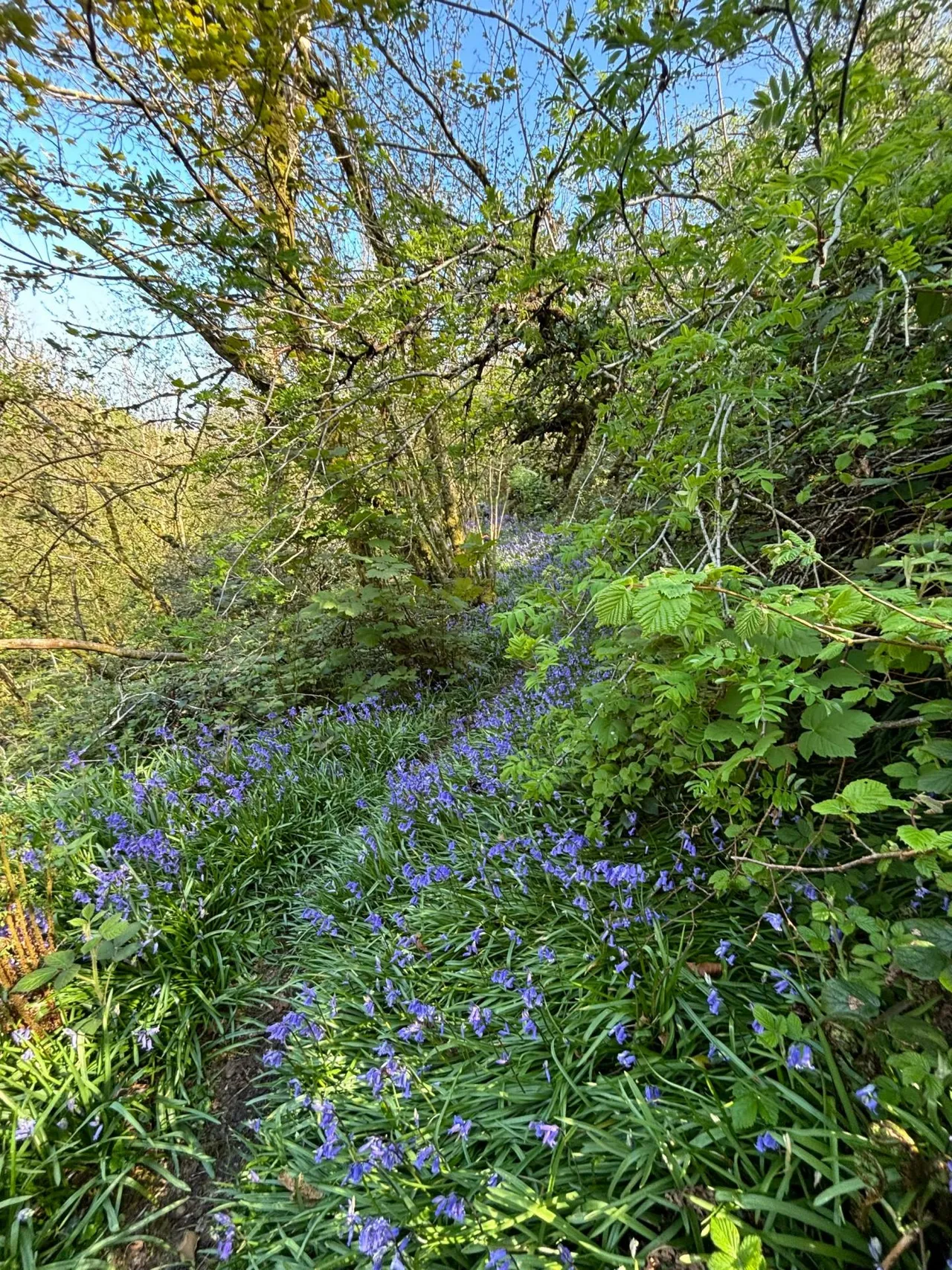 Cilrhedyn, Llanfyrnach, SA35, photo 93