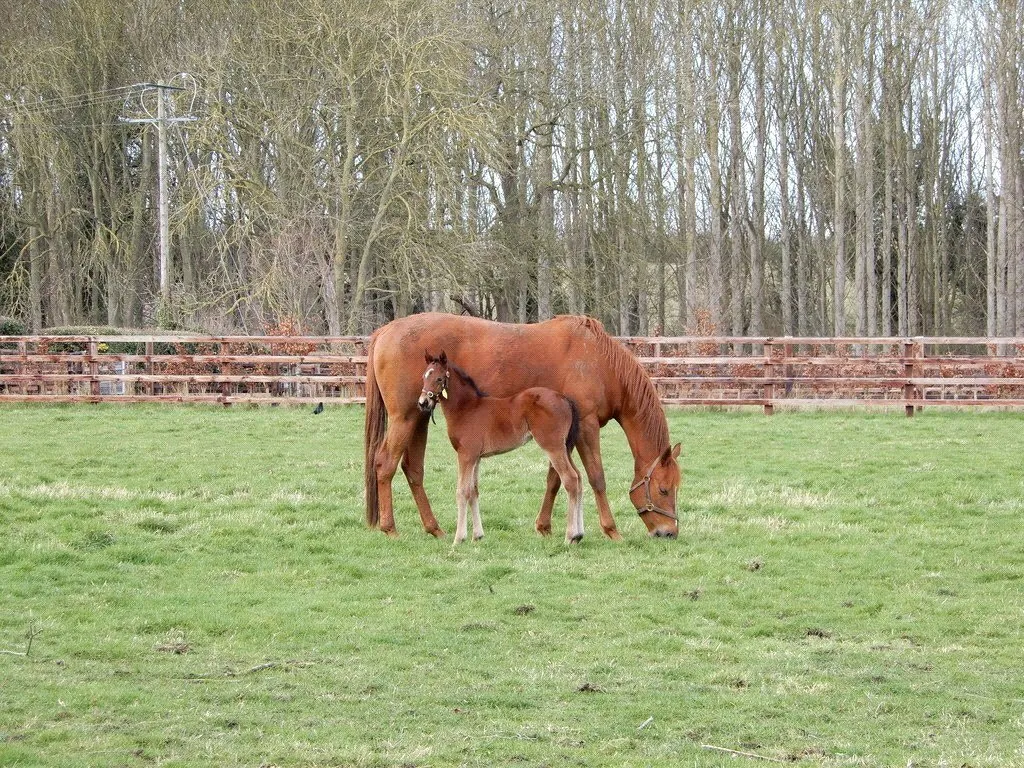 Grooms House, Plantation Stud, CB8, photo 13