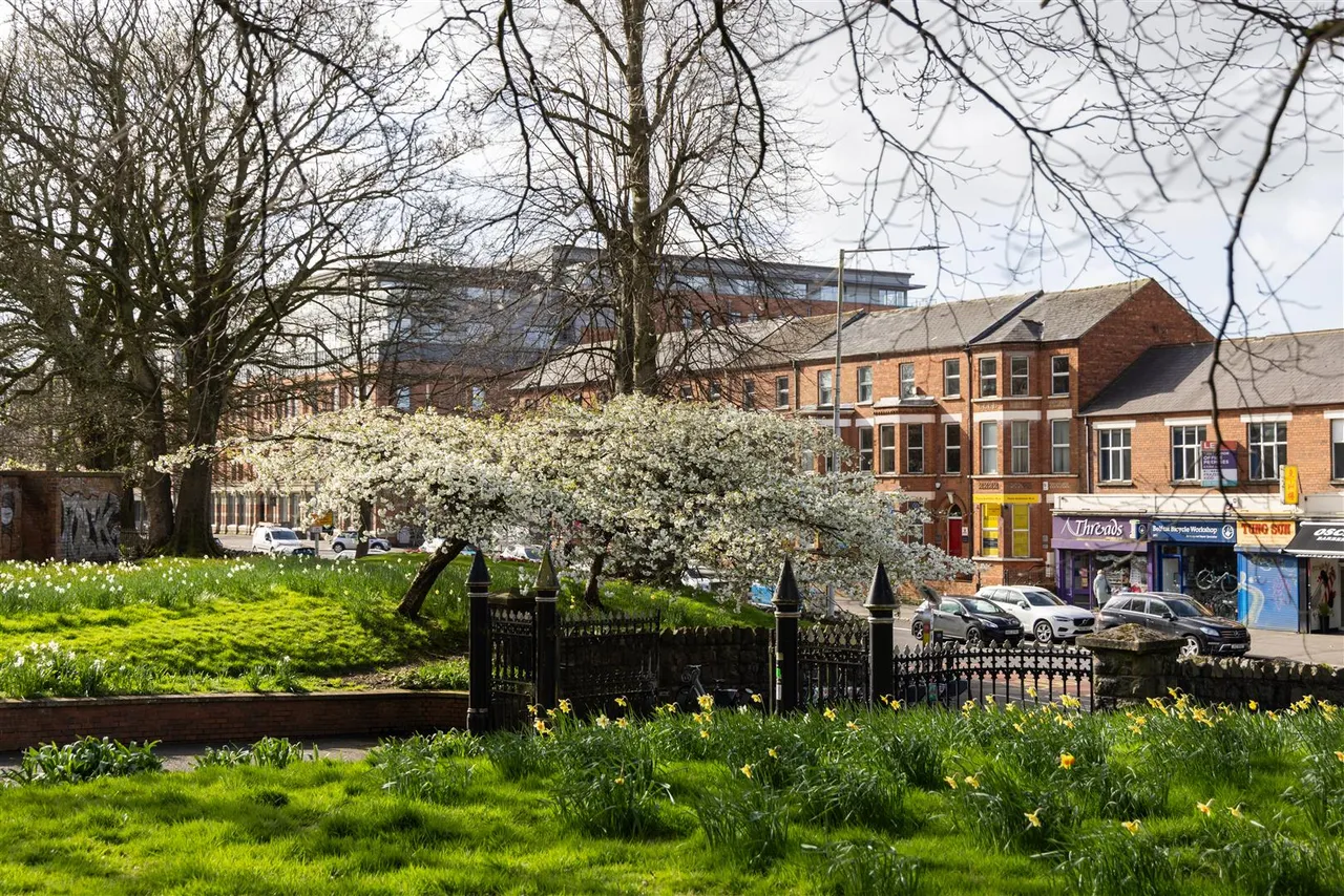 Wynchurch Park, Rosetta, BT6, photo 20