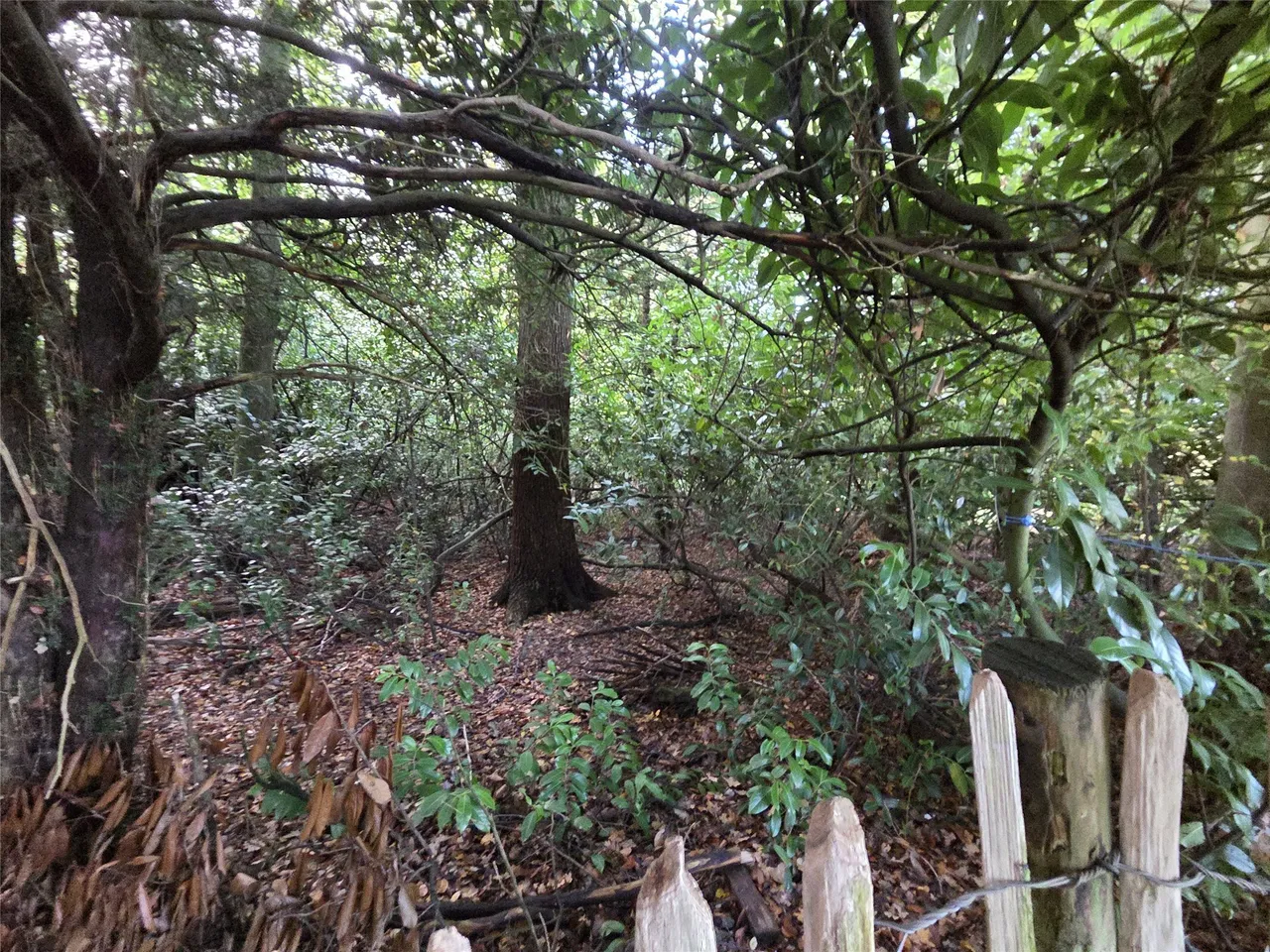 Horsham Road, Capel, RH5, photo 5