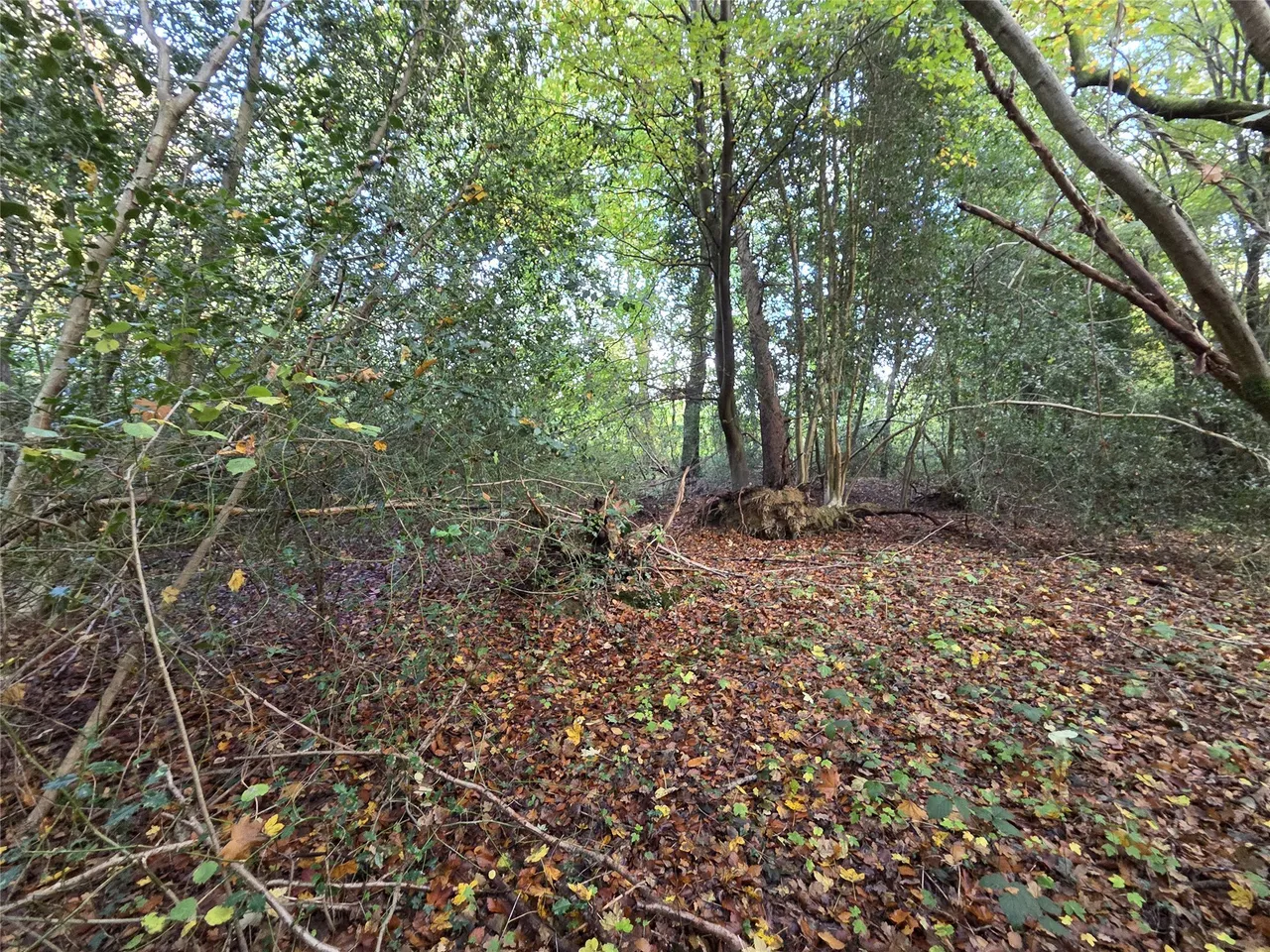 Horsham Road, Capel, RH5, photo 4