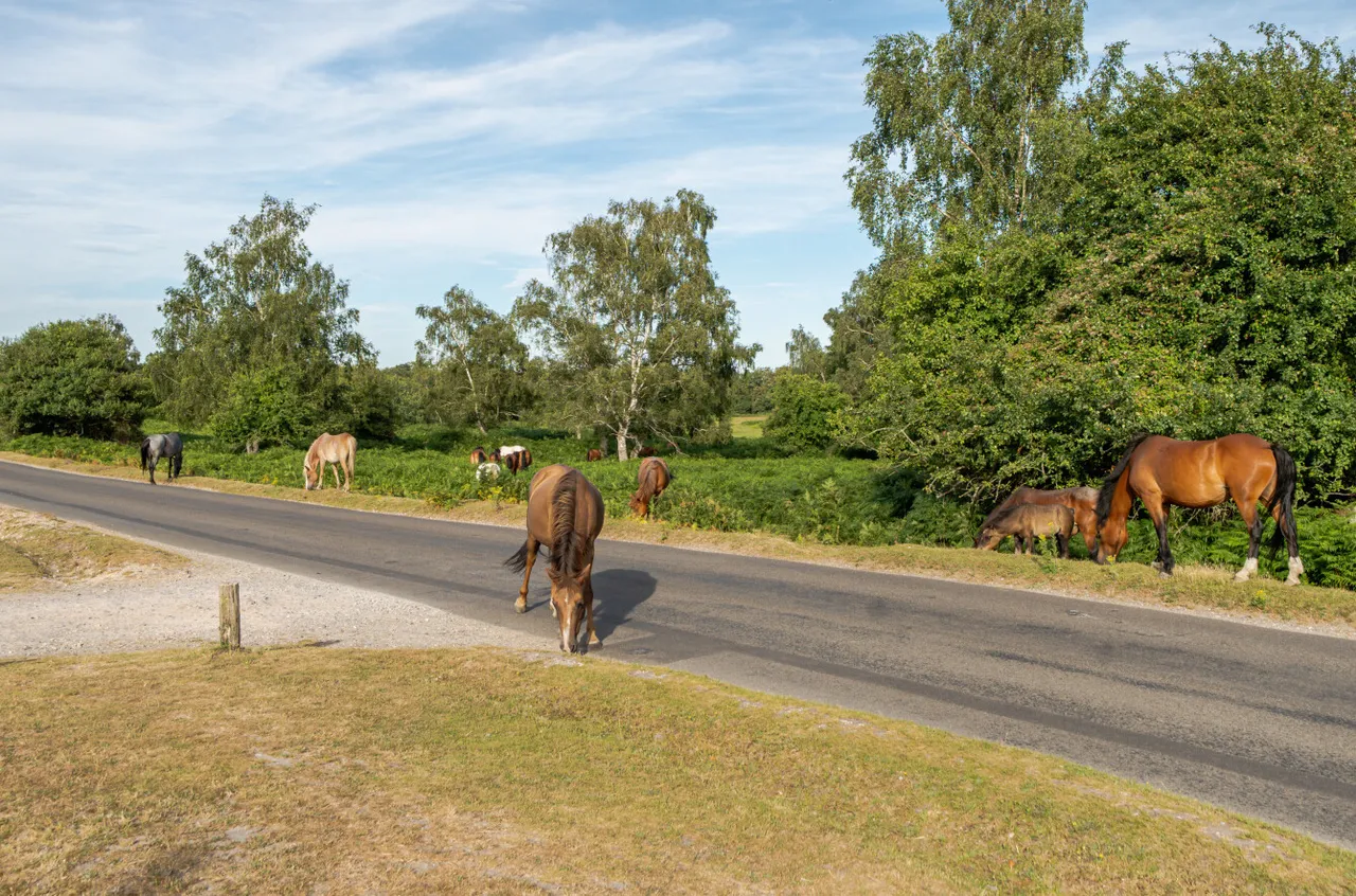 Nomansland, Salisbury, SP5, photo 13