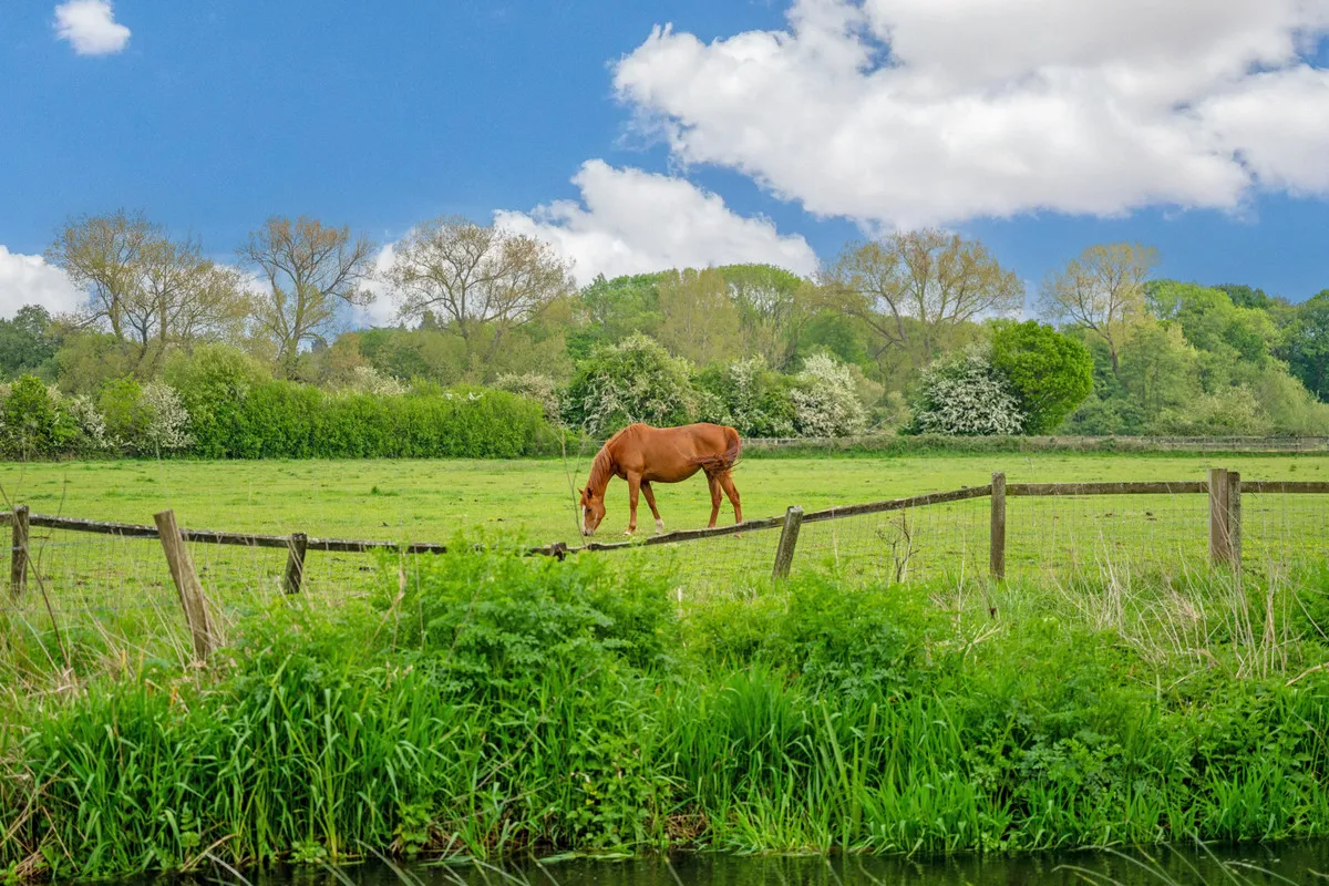 Wildmoor Sherfield-on-Loddon Hook, RG27, photo 42