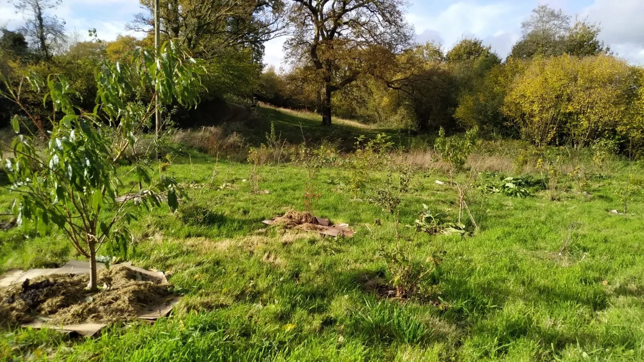 Maesquarre Road, Betws, SA18, photo 12