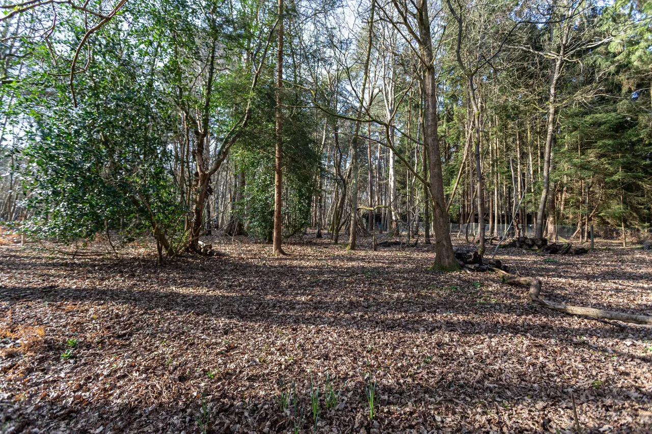 Louma Cottage, Hollybush Ride, Finchampstead, RG40 3QR, photo 6