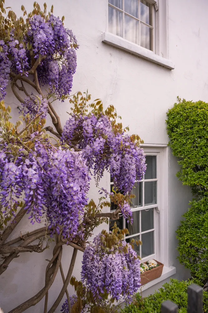 The Cedars, The Butts, TW8, photo 10