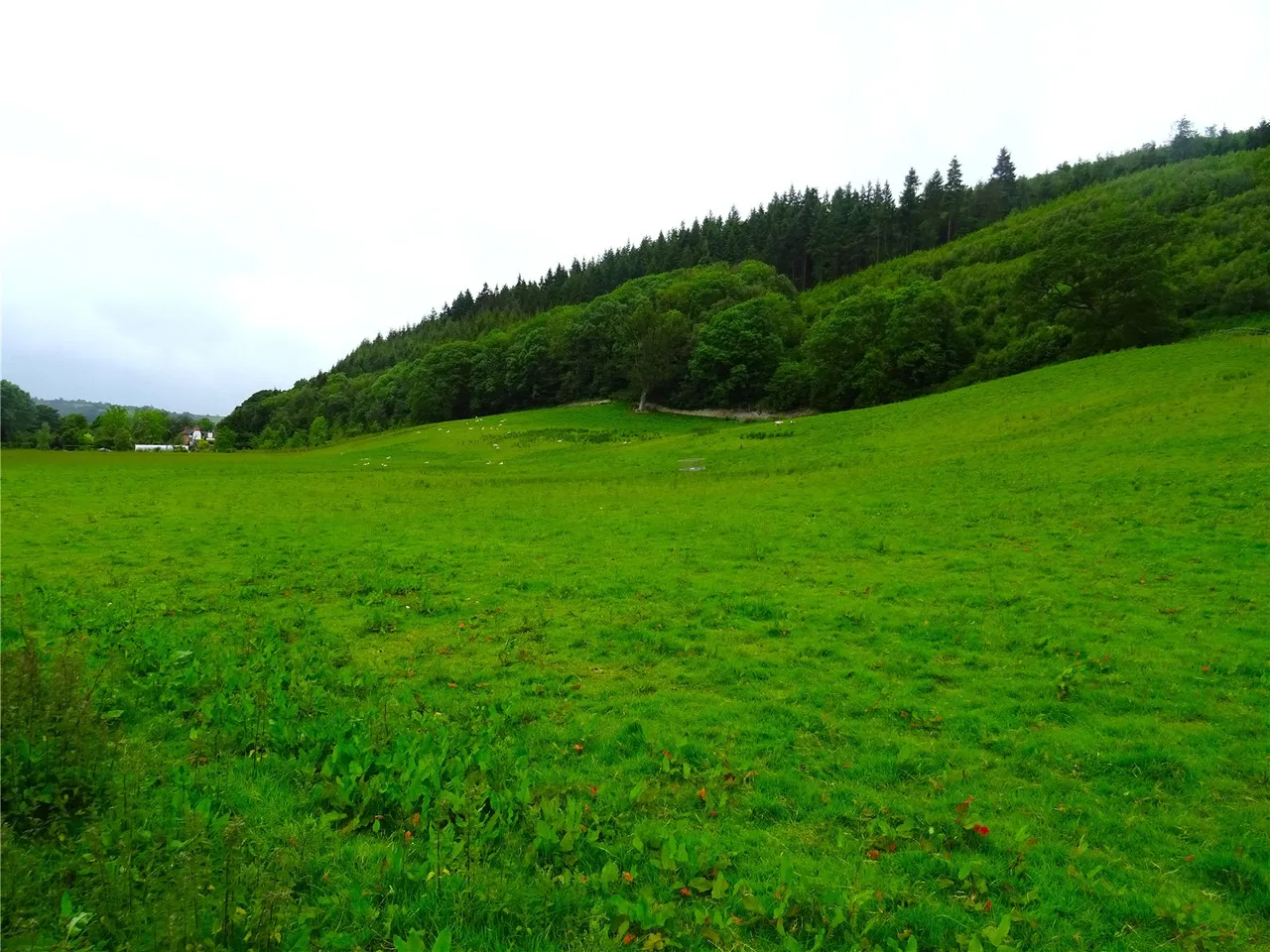 Land Formerly Part of Neuaddllwyd, Llandinam, photo 2