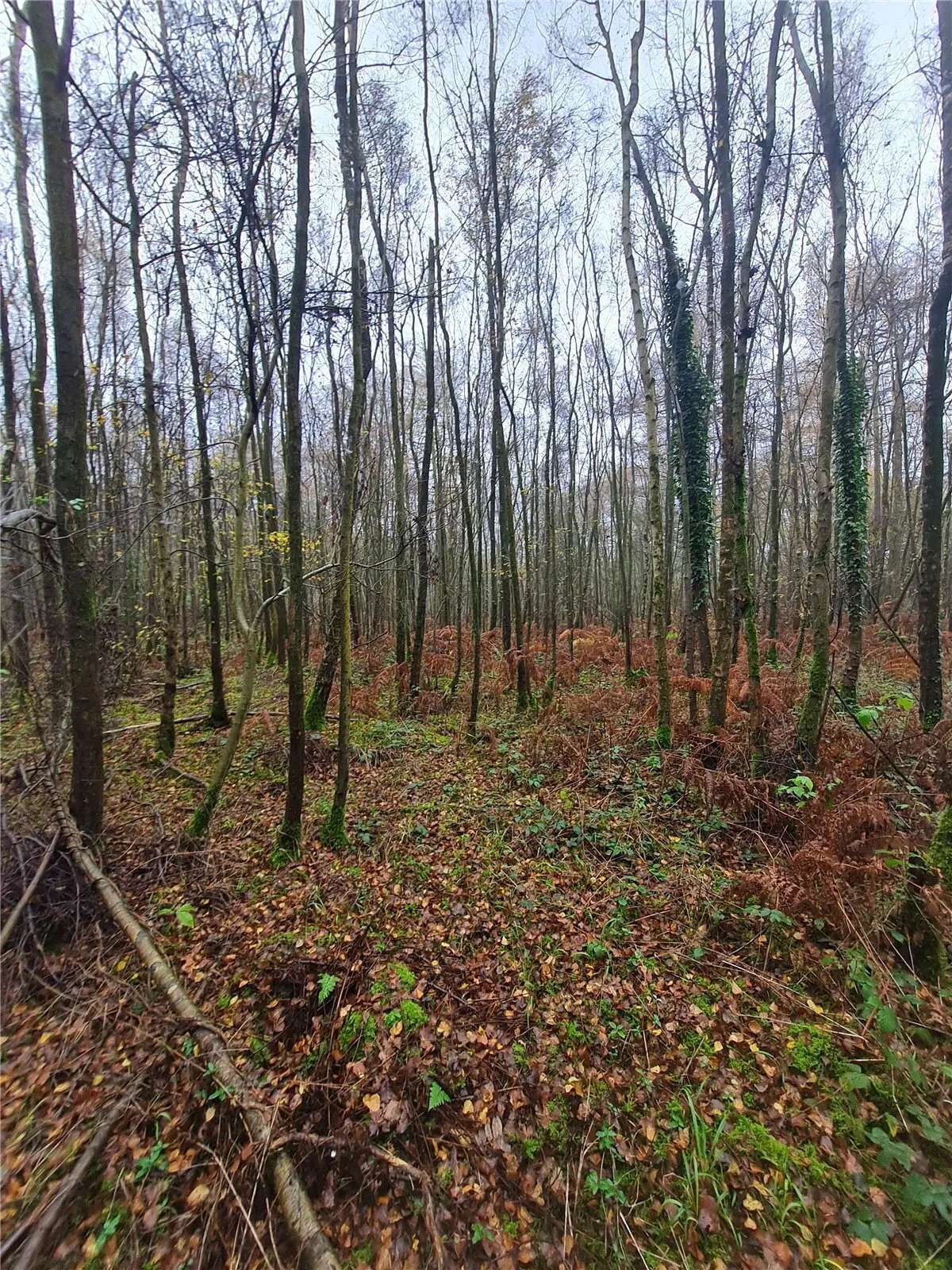 Sturts Lane, Walton on the Hill, KT20, photo 10