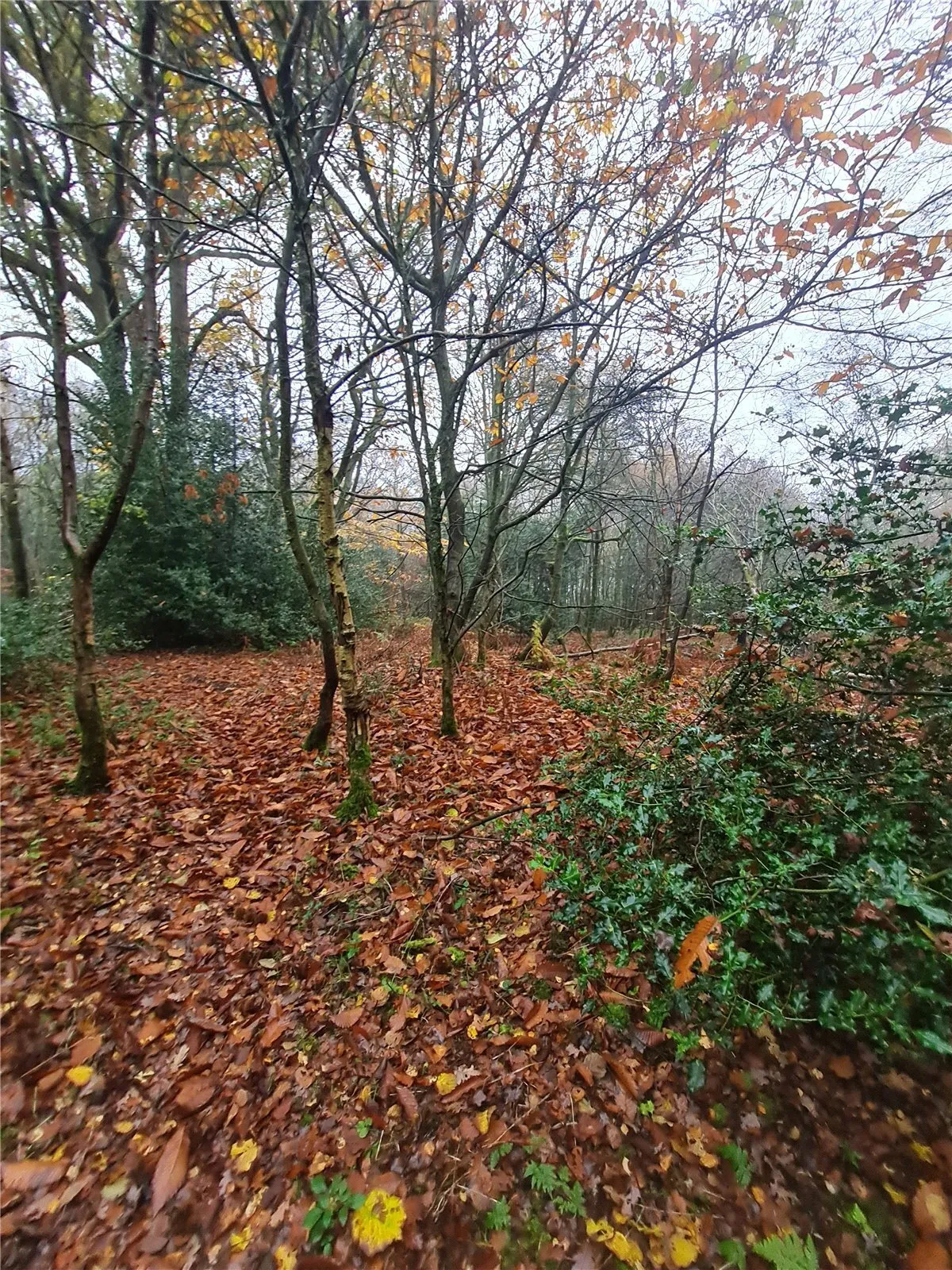 Sturts Lane, Walton on the Hill, KT20, photo 9