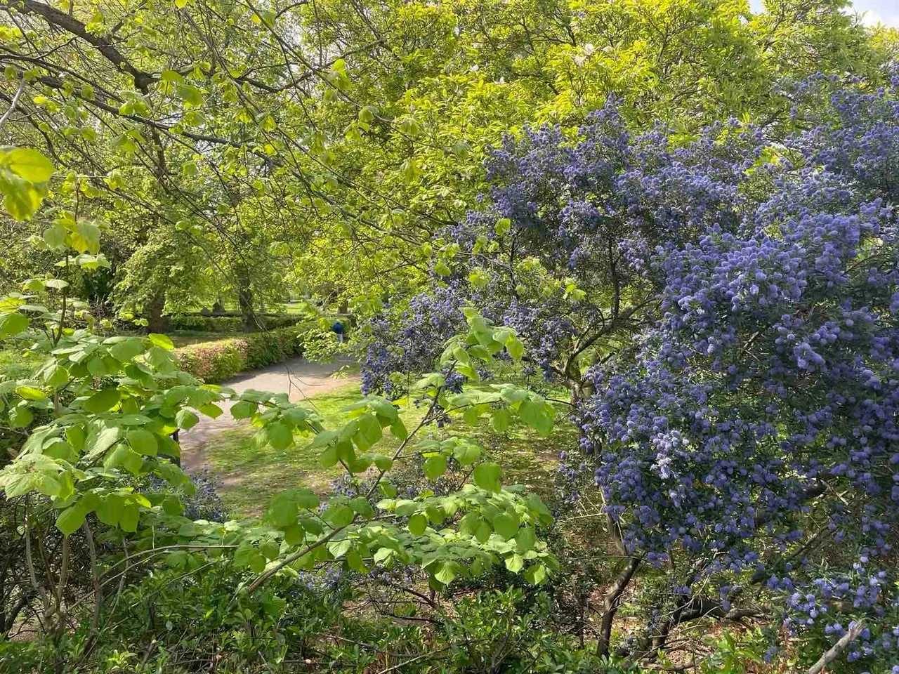 Margravine Gardens, Barons Court, W6, photo 12