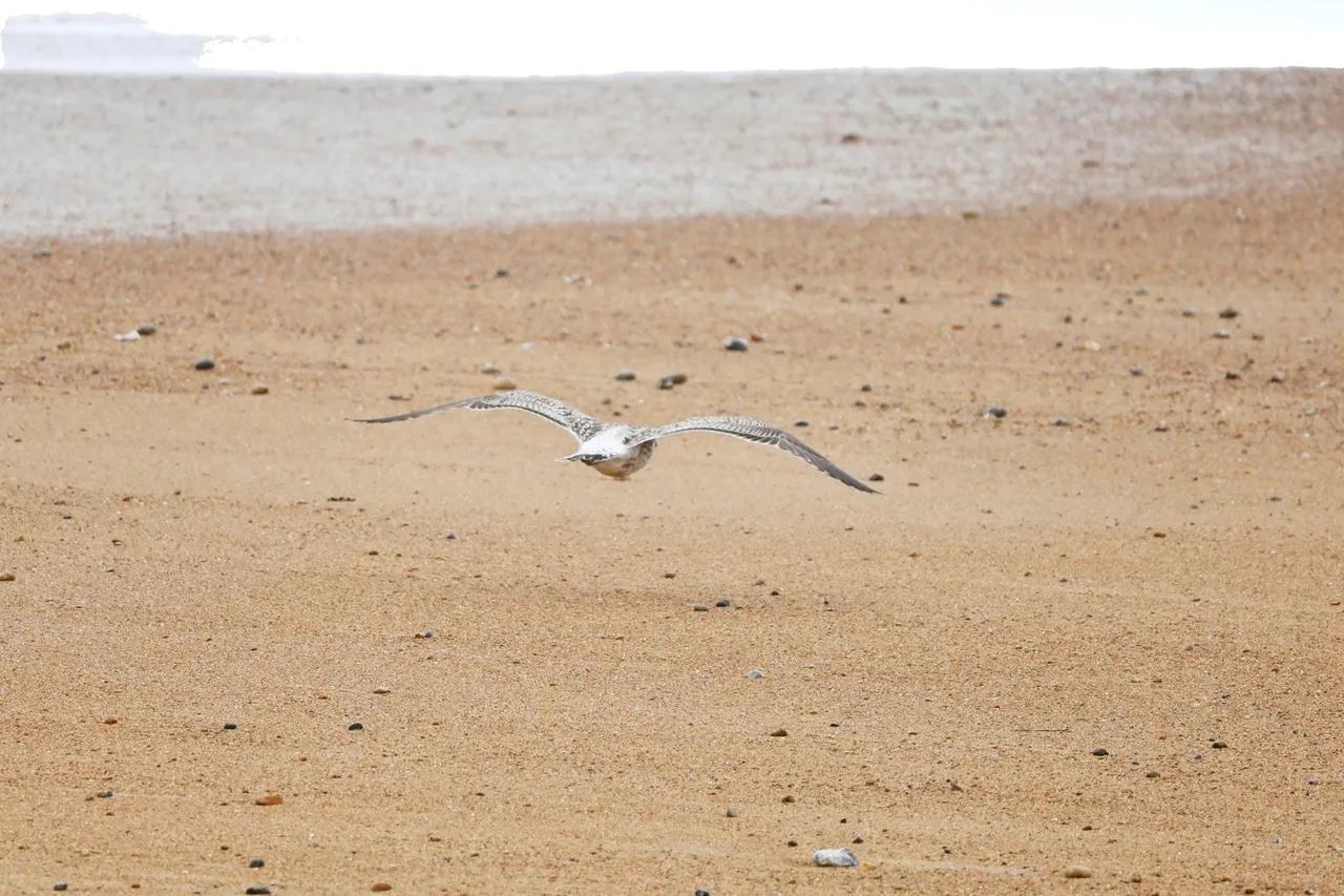Esplanade, Seaford, BN25, photo 6