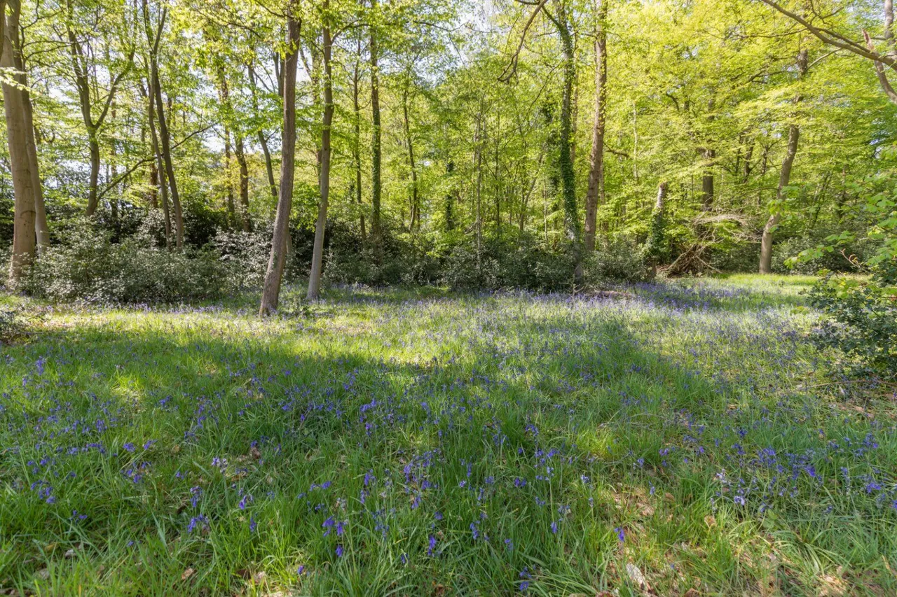 Stoke Wood, Stoke Poges, SL2, photo 26