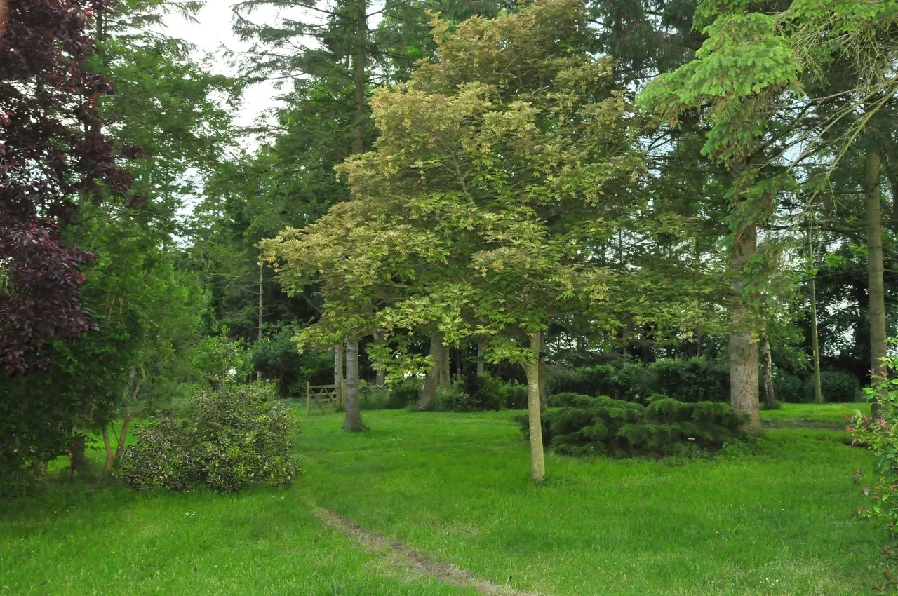 Scoulton Road, Rockland St. Peter, Attleborough, photo 2