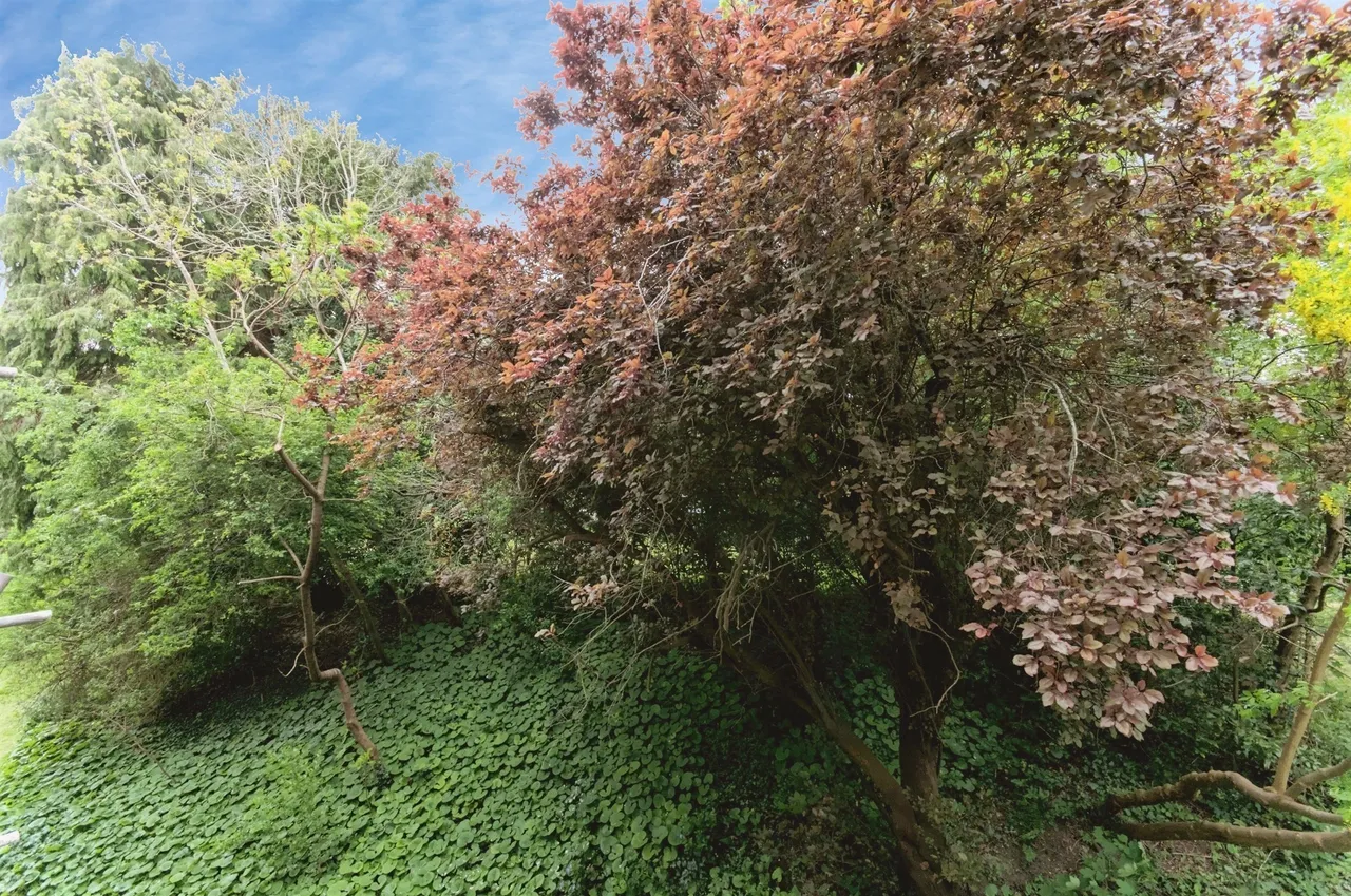 Mountfield Road, Lewes, BN7, photo 9
