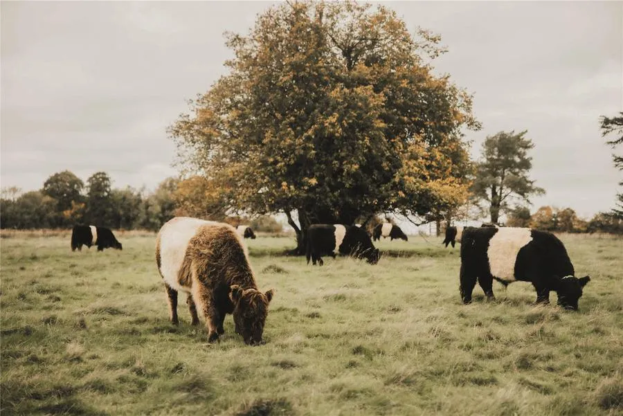 The Oakridge At Quarry Fold, Cromhall, GL12, photo 7