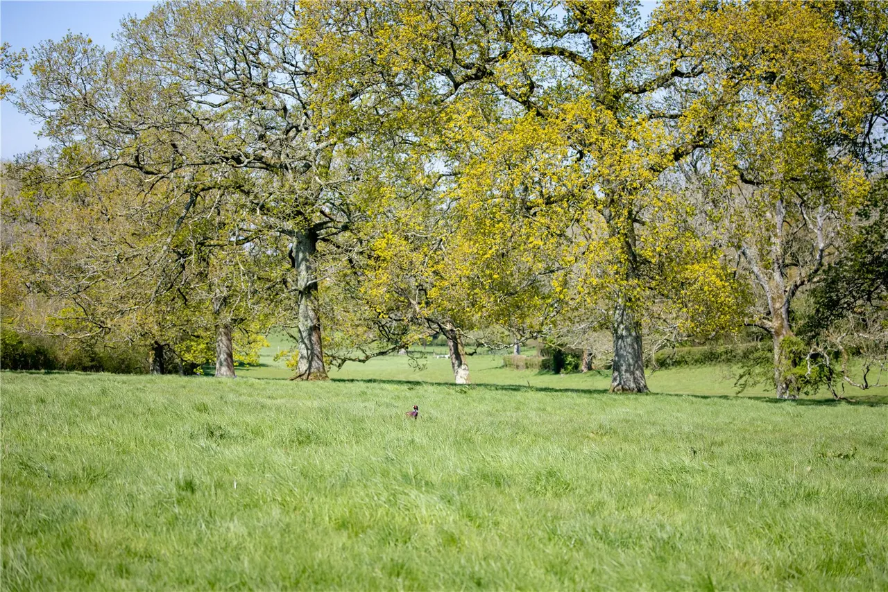 East Meon, Petersfield, GU32, photo 2