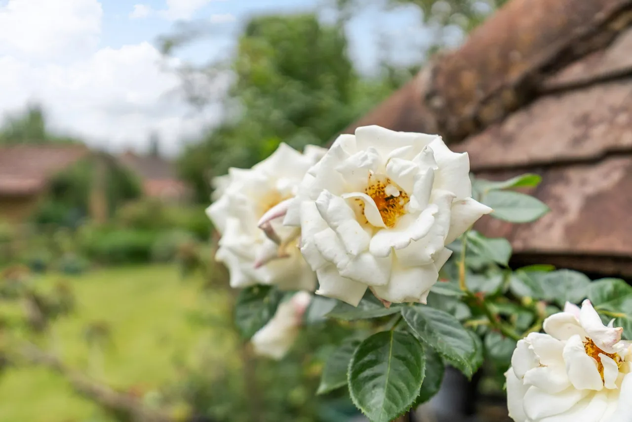 White Rose Cottage, Lower East End, SG9, photo 6