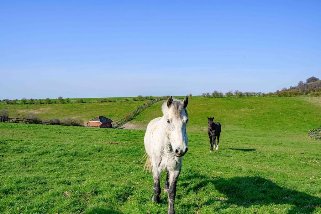 Dagnall Road, Whipsnade LU6 2LD, photo 51